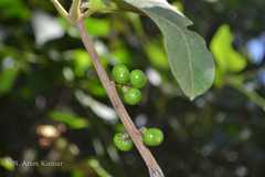 Actinodaphne lawsonii